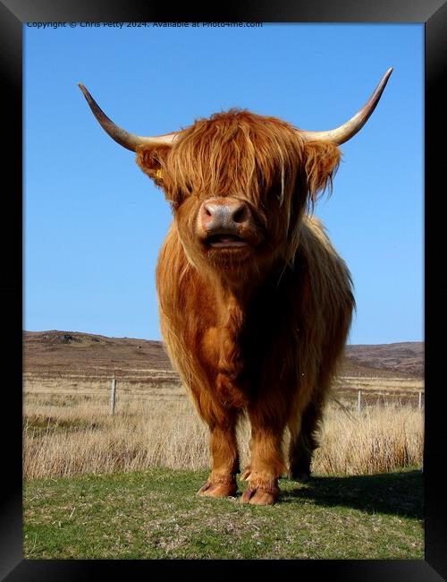 Highland Cow Framed Print by Chris Petty