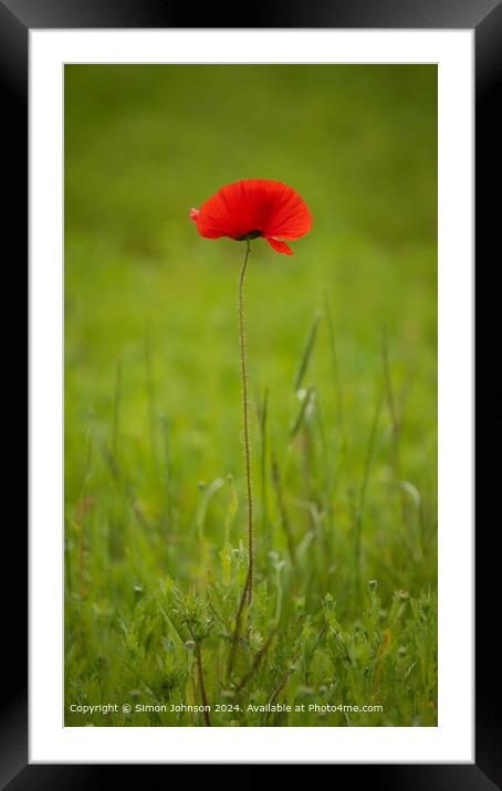 Elegant Poppy Close Up in Cotswolds, Gloucestershire Framed Mounted Print by Simon Johnson
