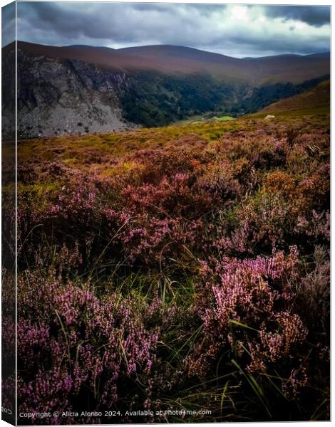Heather Flowers Bog Landscape Canvas Print by Alicia Alonso