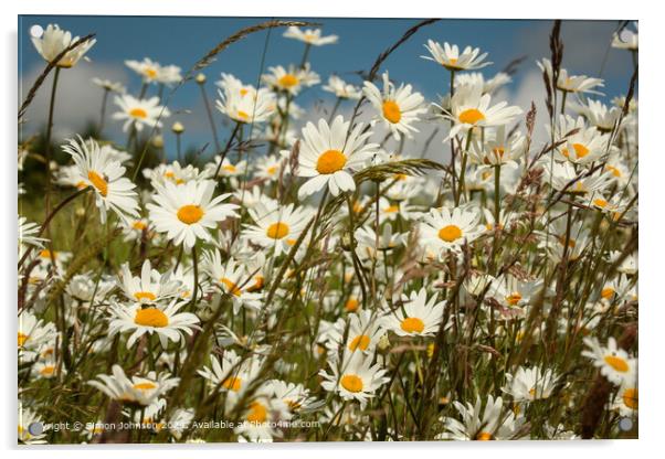 Sun Kissed Wind Blown Daisies in Cotswolds Acrylic by Simon Johnson