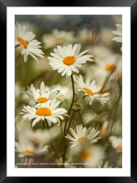 Wind-blown Cotswold Daisies Framed Mounted Print by Simon Johnson