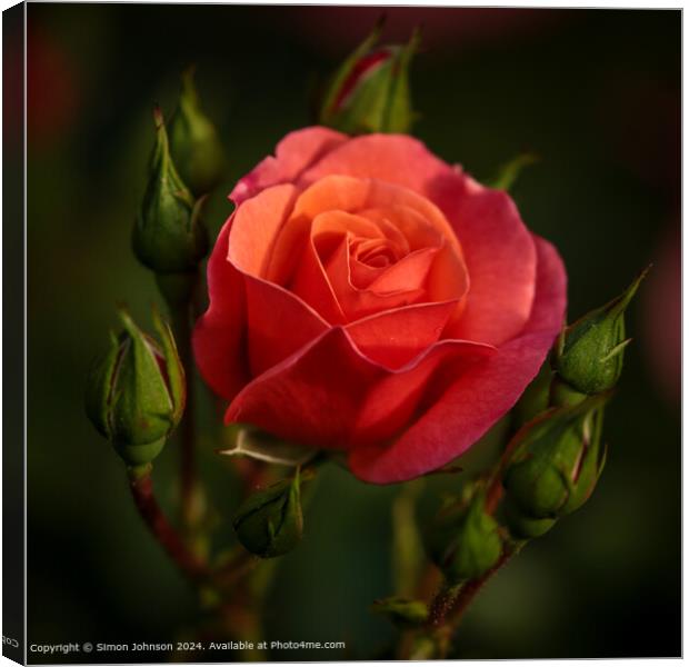 Red Shrub Rose Broadway Picture Canvas Print by Simon Johnson