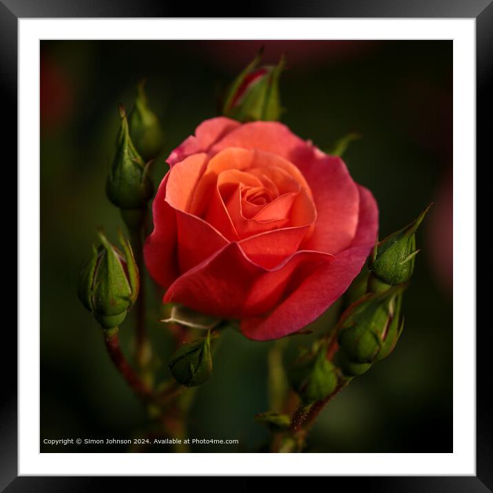 Red Shrub Rose Broadway Picture Framed Mounted Print by Simon Johnson