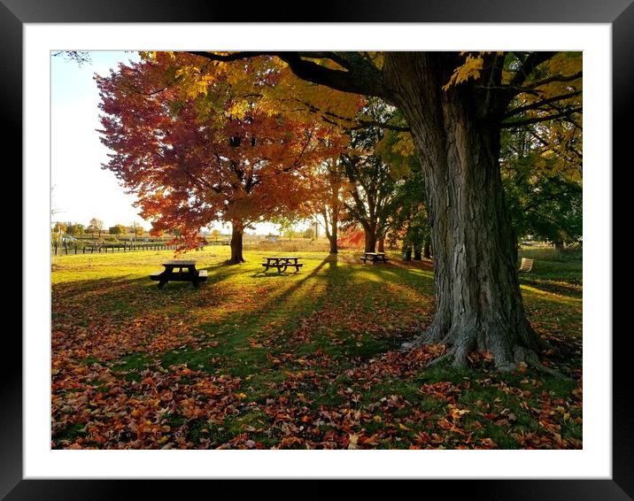 Vibrant Maple Trees, Ottawa Pathway Framed Mounted Print by Myriam Methot