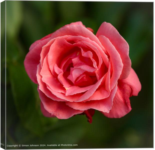 Broadway Worcestershire Red Rose Canvas Print by Simon Johnson