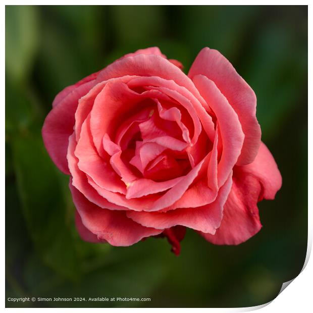 Broadway Worcestershire Red Rose Print by Simon Johnson