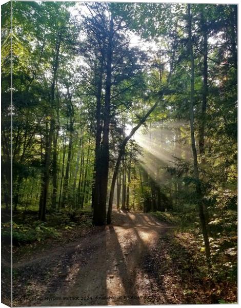 Sunlight Forest Trail Canvas Print by Myriam Methot