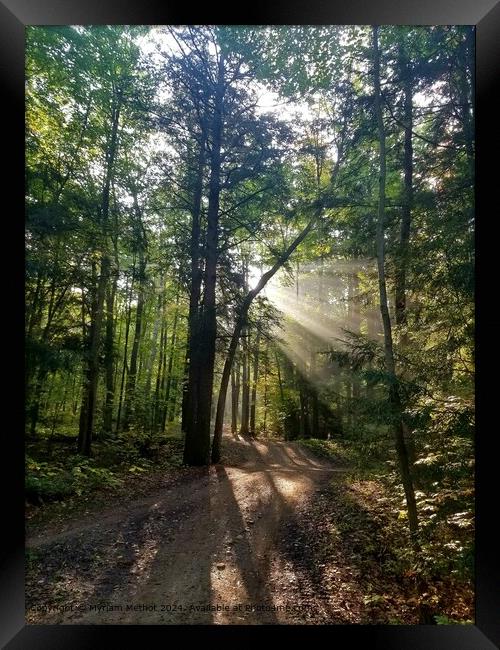 Sunlight Forest Trail Framed Print by Myriam Methot