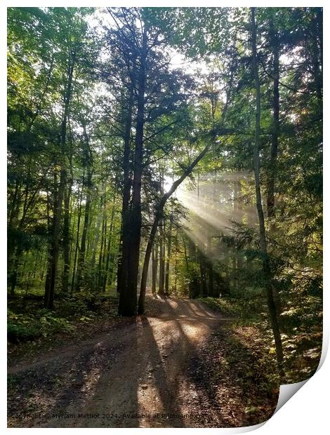 Sunlight Forest Trail Print by Myriam Methot