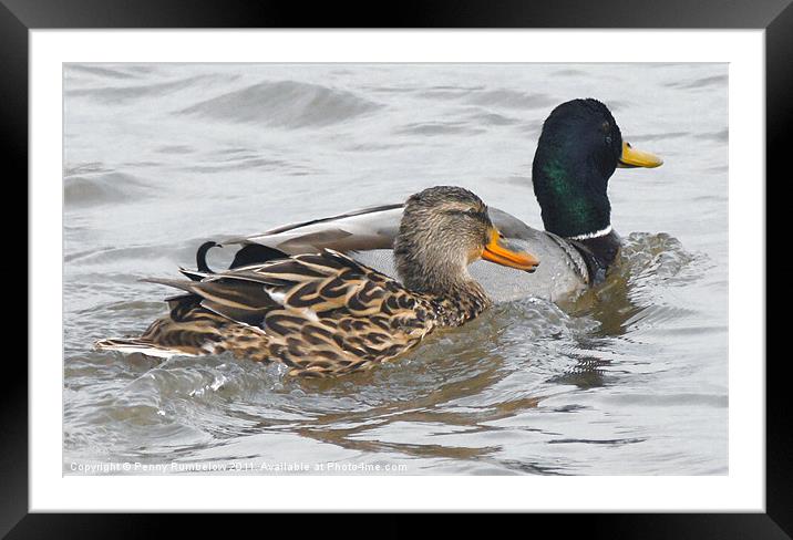 two little ducks Framed Mounted Print by Elouera Photography