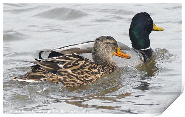 two little ducks Print by Elouera Photography