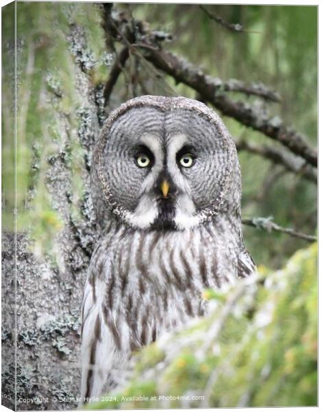 Great Grey Owl Eye Contact Canvas Print by Steinar Hylle