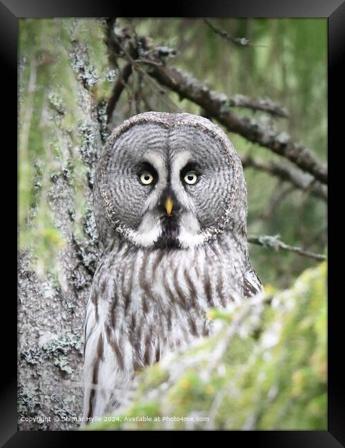 Great Grey Owl Eye Contact Framed Print by Steinar Hylle