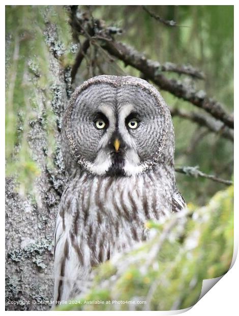 Great Grey Owl Eye Contact Print by Steinar Hylle