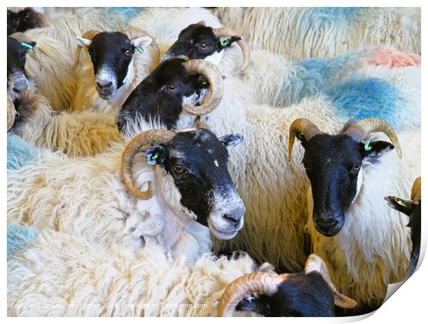 Scottish Black Face Sheep Farming Print by Stephen Hamer