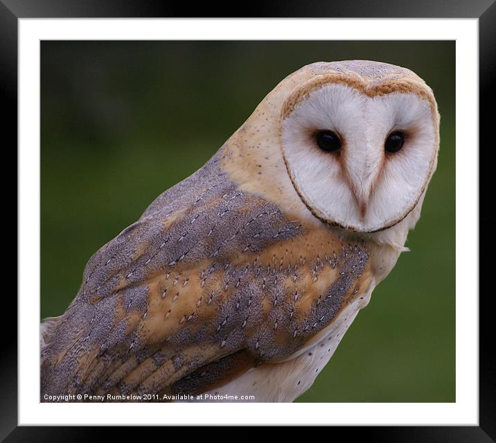 barn owl Framed Mounted Print by Elouera Photography