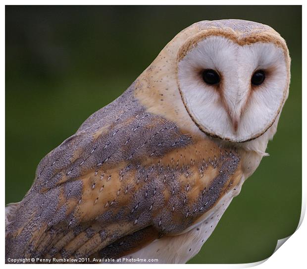 barn owl Print by Elouera Photography