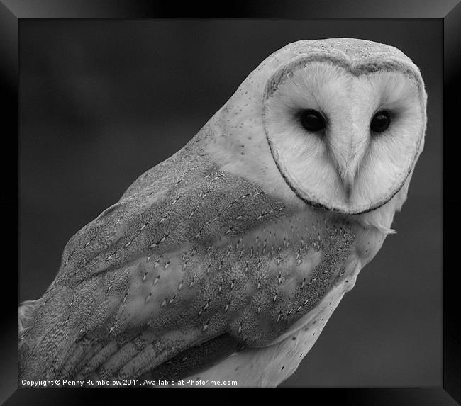 barn owl Framed Print by Elouera Photography