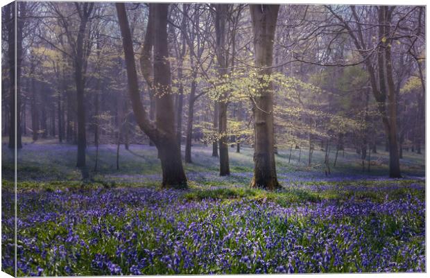 Bluebell Glade -Kings Wood, Challock Canvas Print by Kate Lake