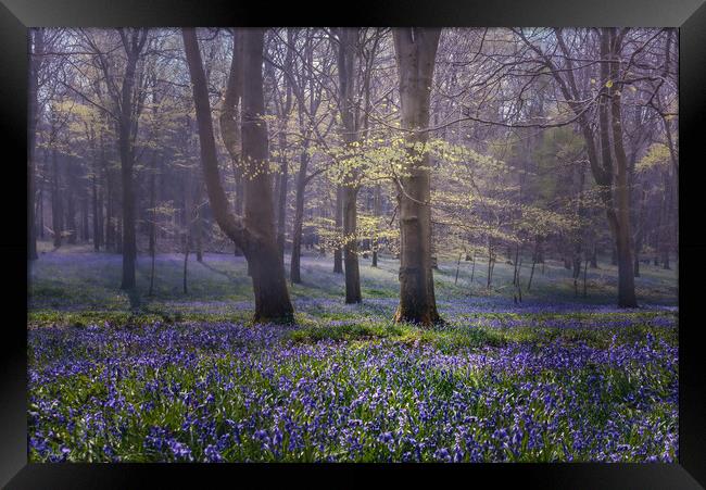 Bluebell Glade -Kings Wood, Challock Framed Print by Kate Lake