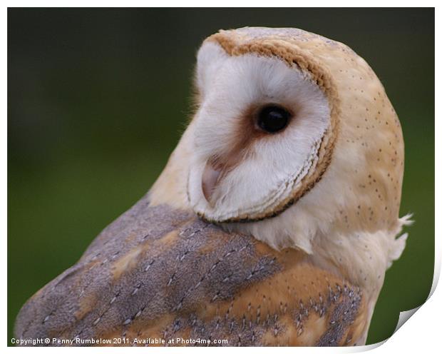 barn owl Print by Elouera Photography