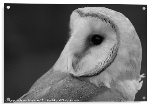 barn owl Acrylic by Elouera Photography