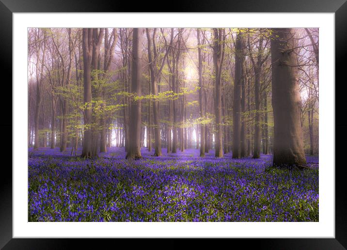 Hazy Bluebell Glade Challock Kent Framed Mounted Print by Kate Lake