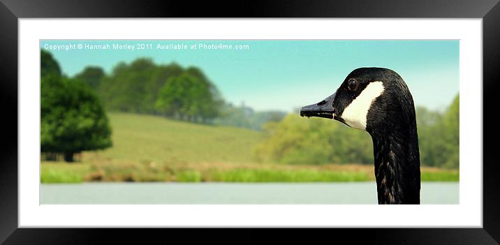 Canadian Goose Framed Mounted Print by Hannah Morley