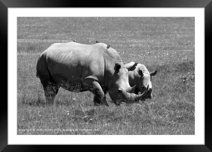 White Rhino Mother and Calf at Lake Nakuru, Kenya  Framed Mounted Print by Aidan Moran