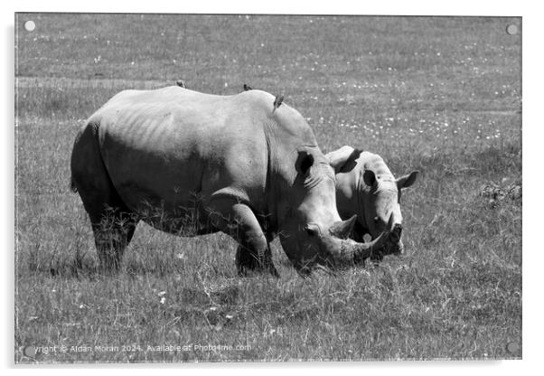 White Rhino Mother and Calf at Lake Nakuru, Kenya  Acrylic by Aidan Moran