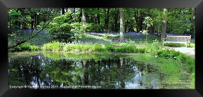 Arlington Bluebells Framed Print by Hannah Morley