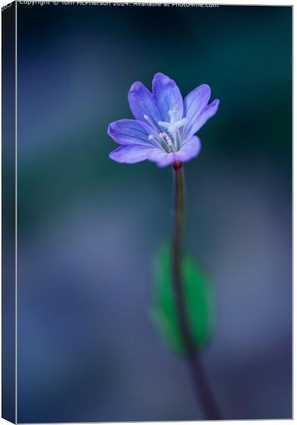 Broad-leaved Willowherb  Canvas Print by Tom McPherson