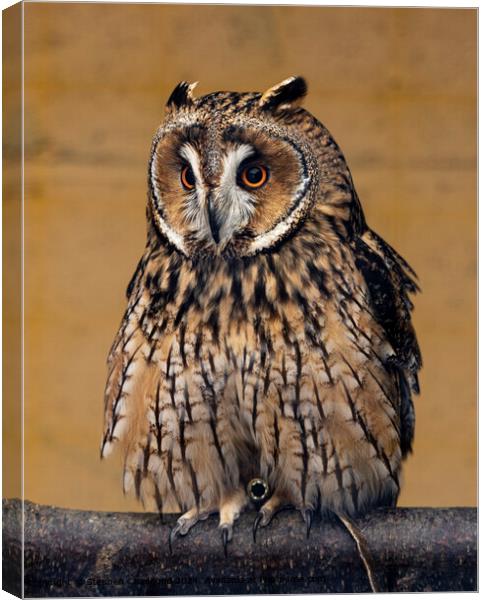 Long Eared Owl Plumage Canvas Print by Stephen Chadbond
