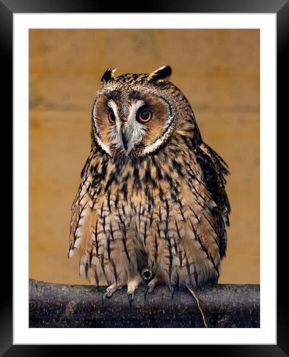 Long Eared Owl Plumage Framed Mounted Print by Stephen Chadbond