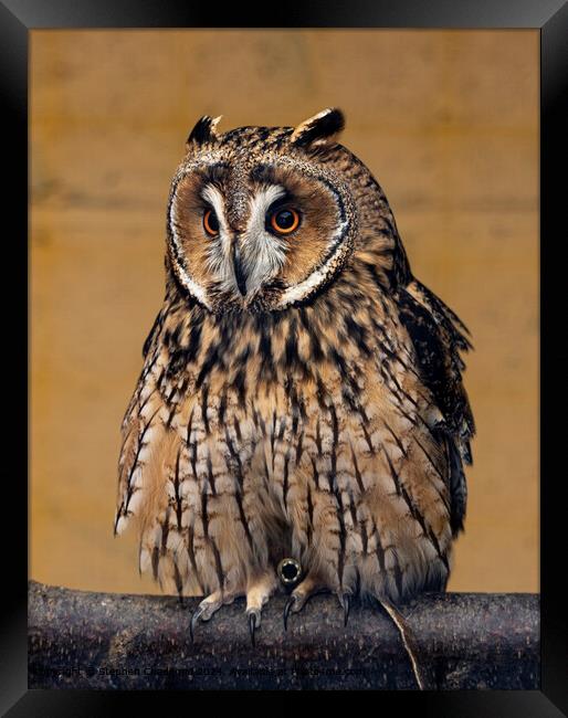 Long Eared Owl Plumage Framed Print by Stephen Chadbond