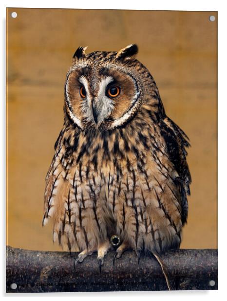 Long Eared Owl Plumage Acrylic by Stephen Chadbond
