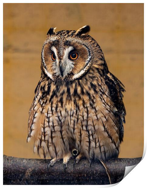 Long Eared Owl Plumage Print by Stephen Chadbond