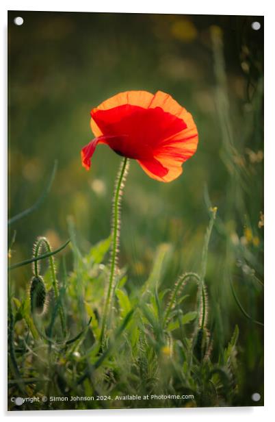Sunlit Poppy Flower, Cotswolds, Gloucestershire Acrylic by Simon Johnson