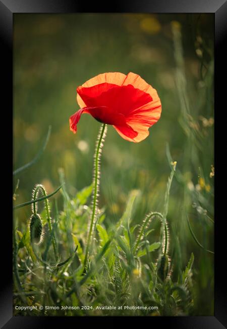Sunlit Poppy Flower in Cotswolds Framed Print by Simon Johnson