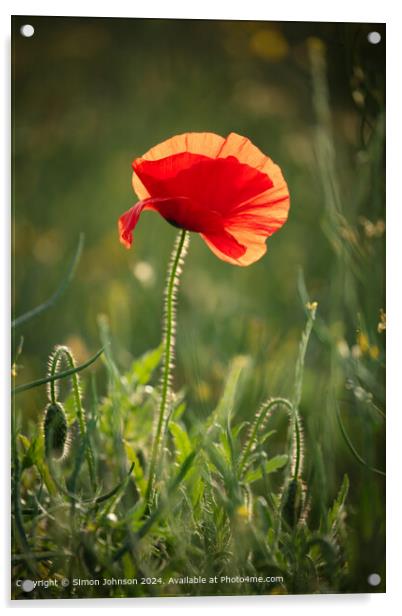 Sunlit Poppy Flower in Cotswolds Acrylic by Simon Johnson