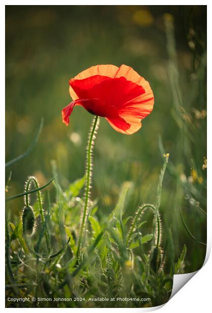 Sunlit Poppy Flower in Cotswolds Print by Simon Johnson