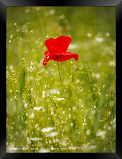 Sunlit Poppy Flower, Cotswolds Nature Framed Print by Simon Johnson