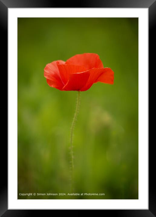 Vibrant Red Poppy in Cotswolds Framed Mounted Print by Simon Johnson