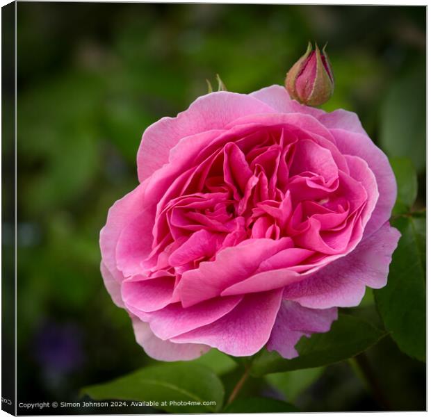 Gertrude Jekyll Rose Bloom, Cotswolds Canvas Print by Simon Johnson