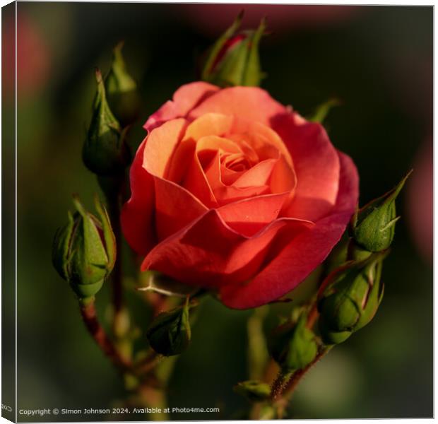 Cotswolds Red Shrub Rose Canvas Print by Simon Johnson