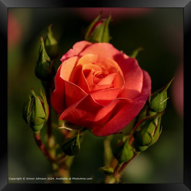 Cotswolds Red Shrub Rose Framed Print by Simon Johnson