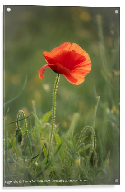 Sunlit Poppy in Cotswolds Acrylic by Simon Johnson