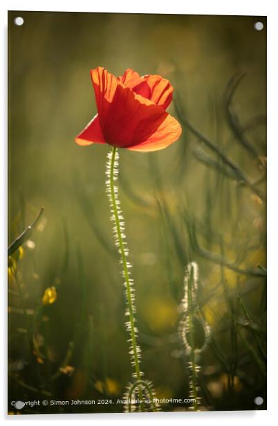 Sunlit Poppy, Cotswolds, Gloucestershire Acrylic by Simon Johnson