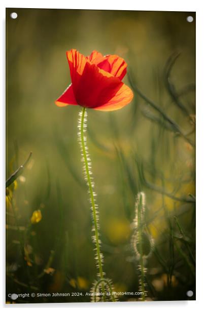 Sunlit Poppy in Cotswolds Acrylic by Simon Johnson