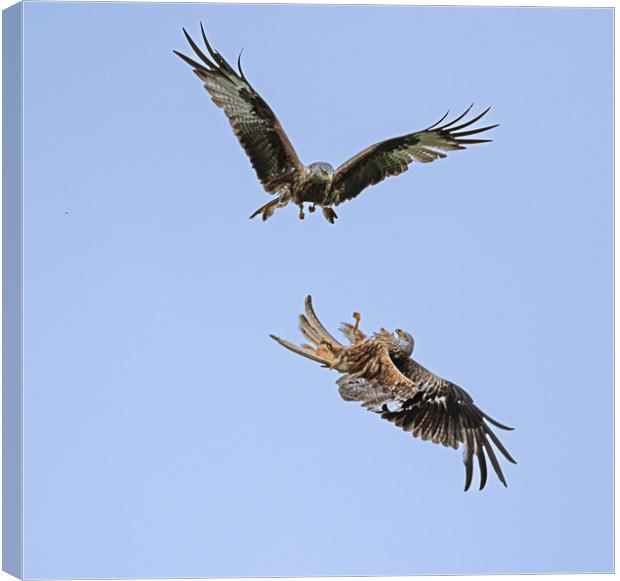 Magnificent Red Kites Dog Fight  Canvas Print by Alan Sinclair